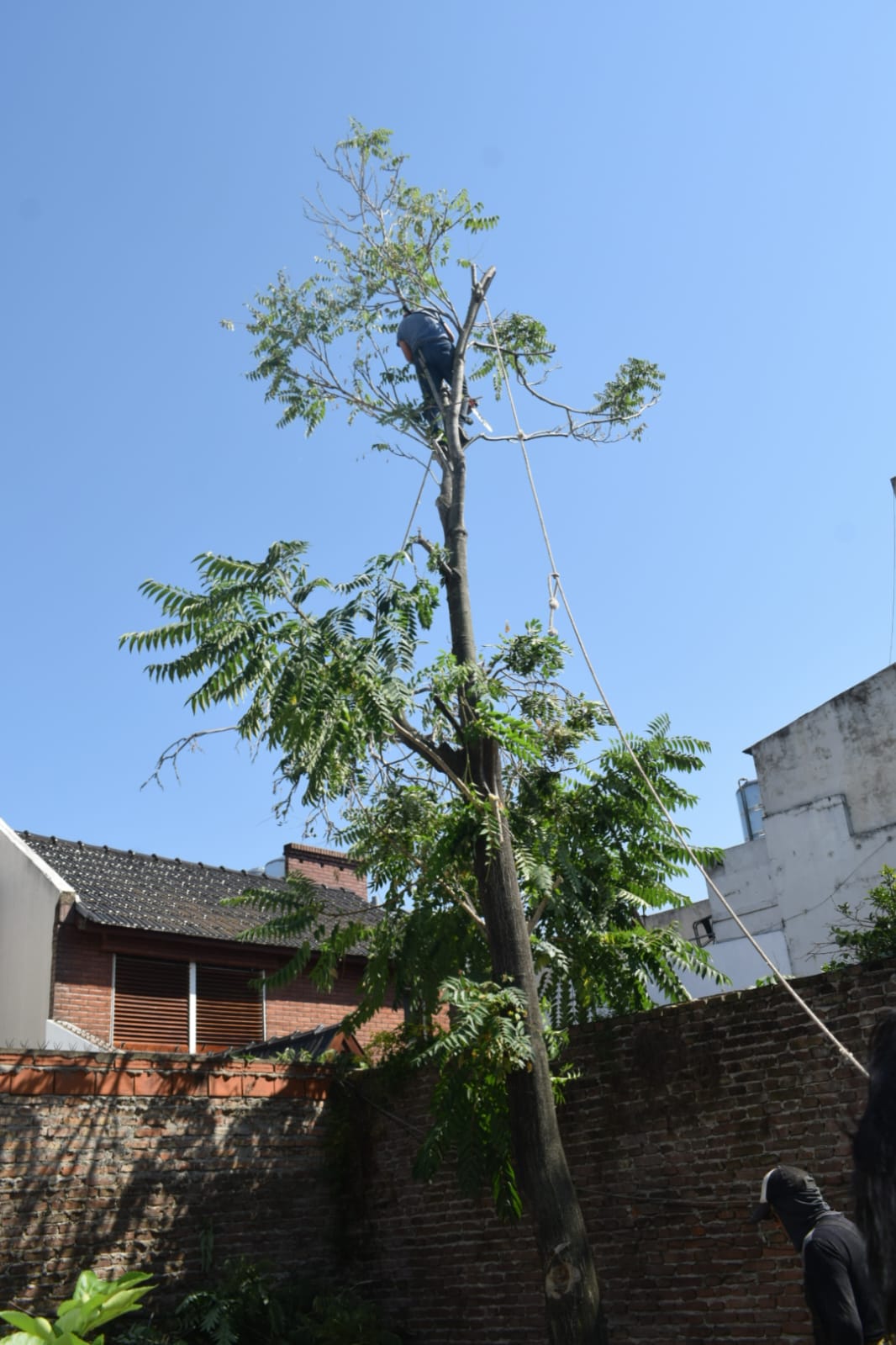 Poda de altura mataderos 2
