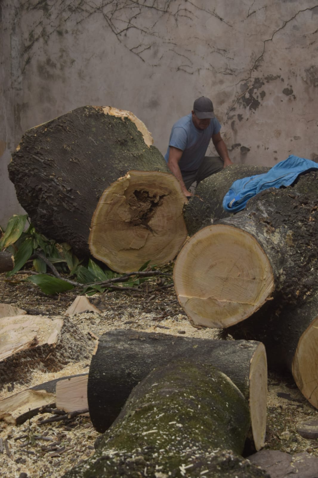 Corte Total de 2 Enormes Árboles en Patio de una Casa en Chacarita – CABA, Buenos Aires 14