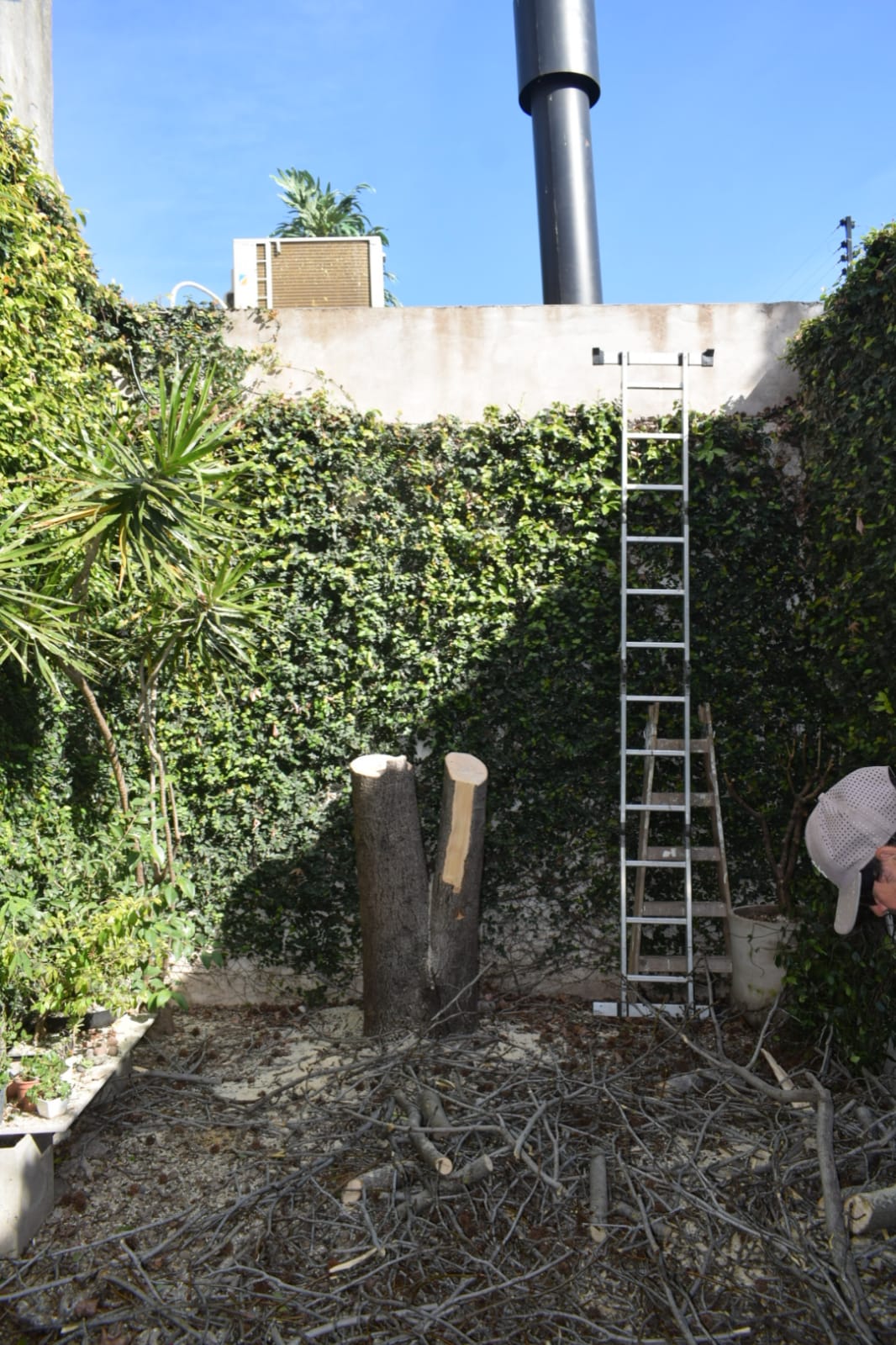 Retirar Árbol de Patio - Corte al Ras 3