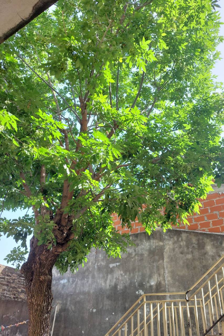 Podar de Árbol  San Martín - Buenos Aires - caso Amelia