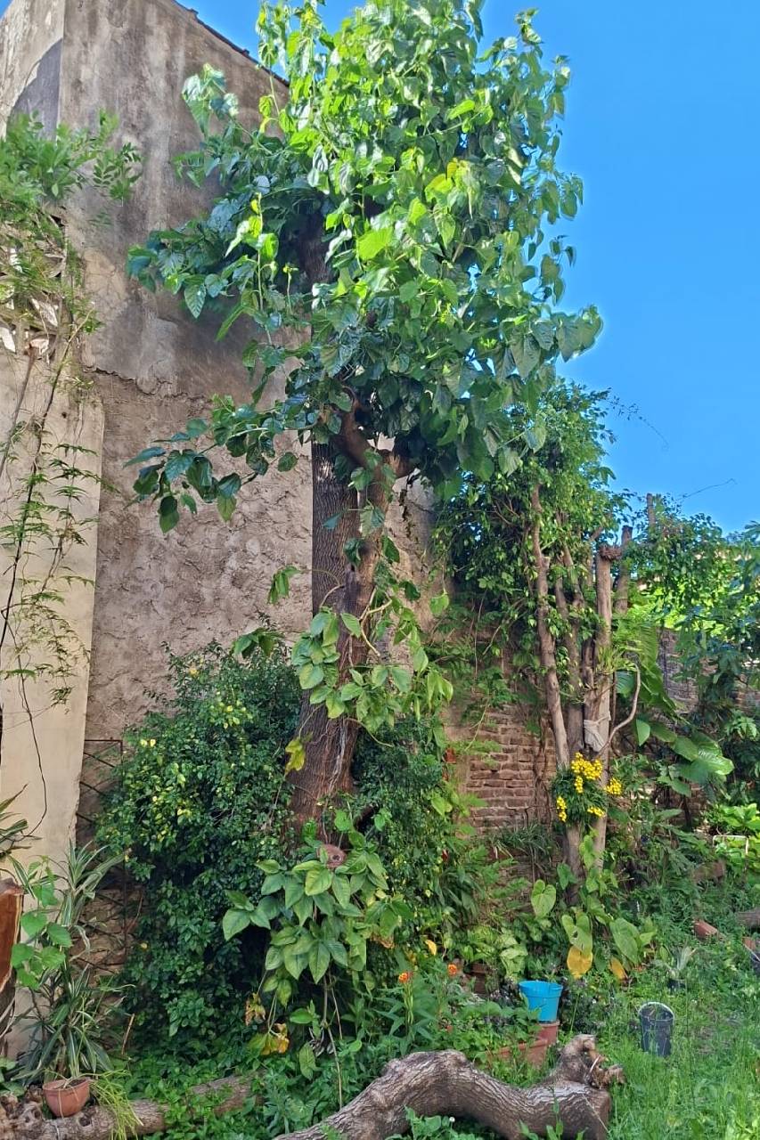 Servicio de Corte de Árbol en San Martín – Buenos Aires2