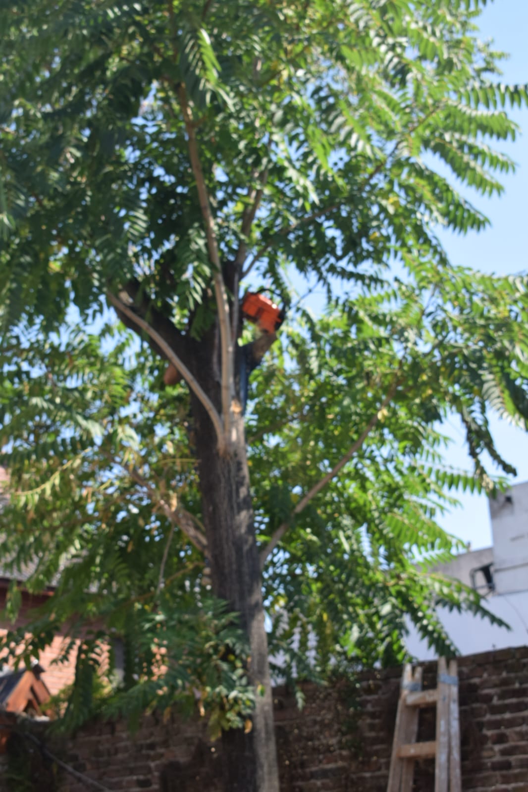 Poda de altura mataderos