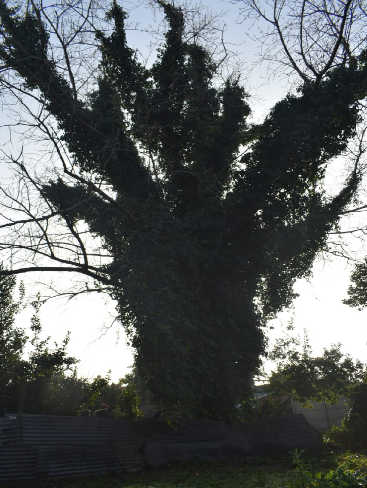 oda de Árbol en Morón – Caso de Éxito con Natalia
