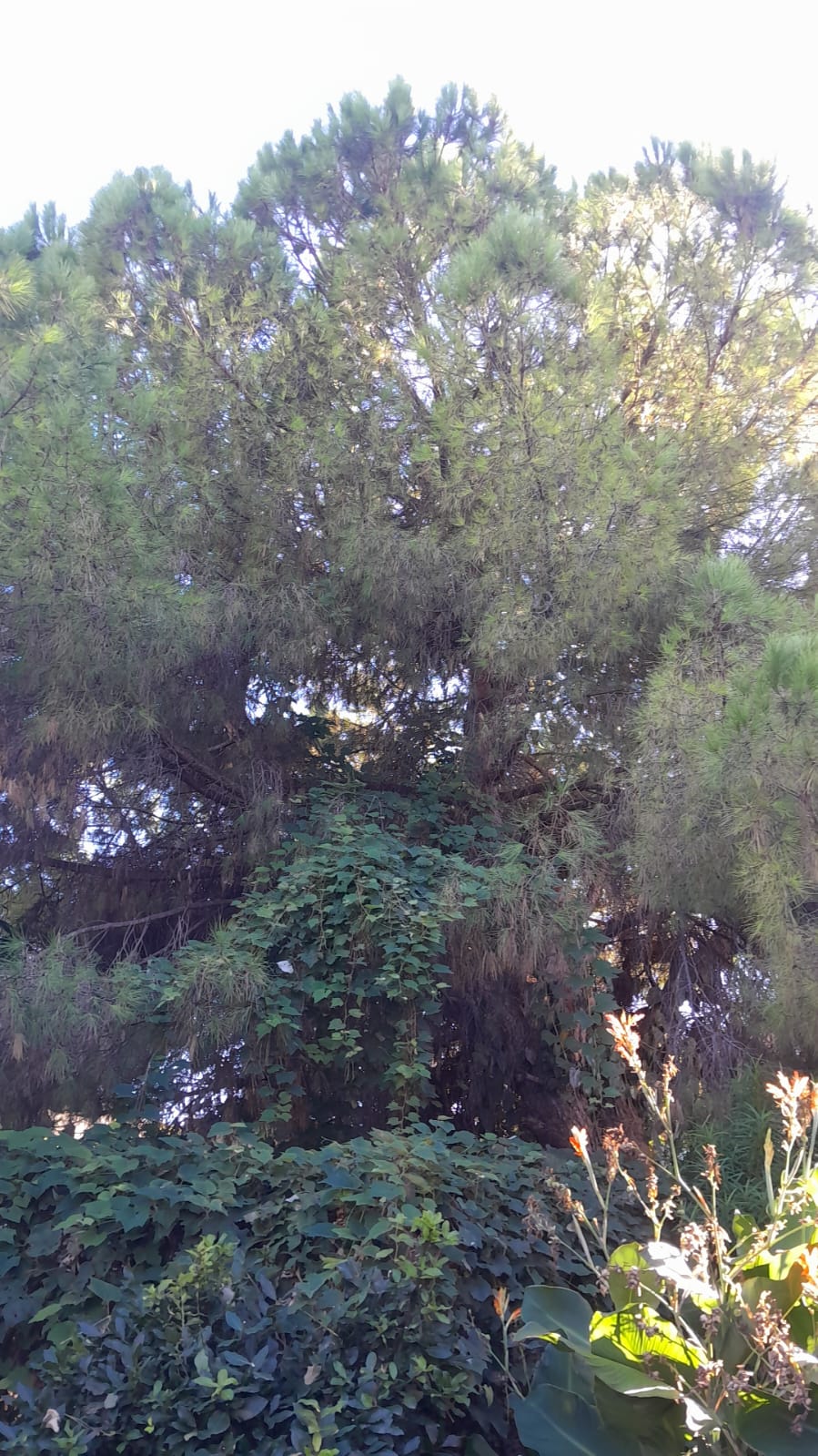 Poda de Altura en Munro - Vicente López - Buenos Aires. Caso Iris 4