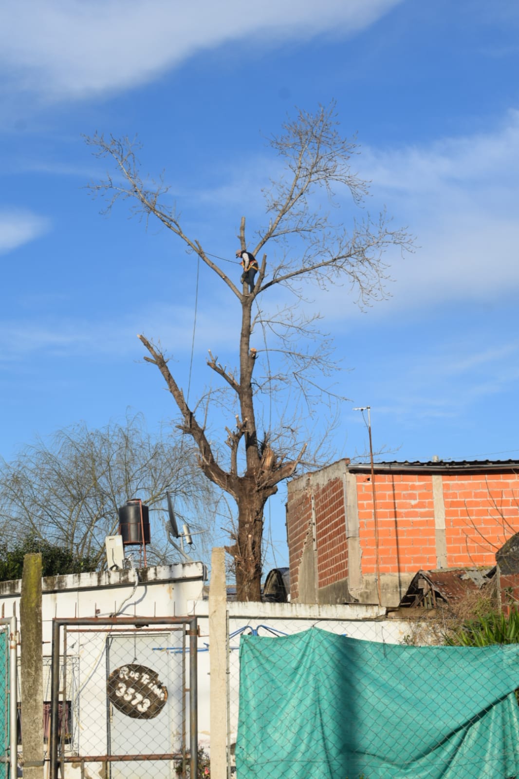 Corte de Álbol de 30 Metros en San Miguel - Buenos Aires 9