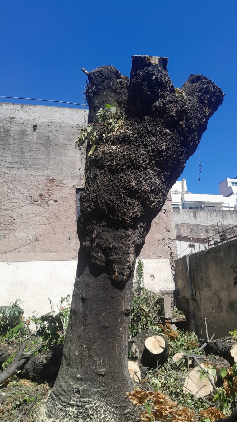 Corte Total de 2 Enormes Árboles en Patio de una Casa en Chacarita – CABA, Buenos Aires 5
