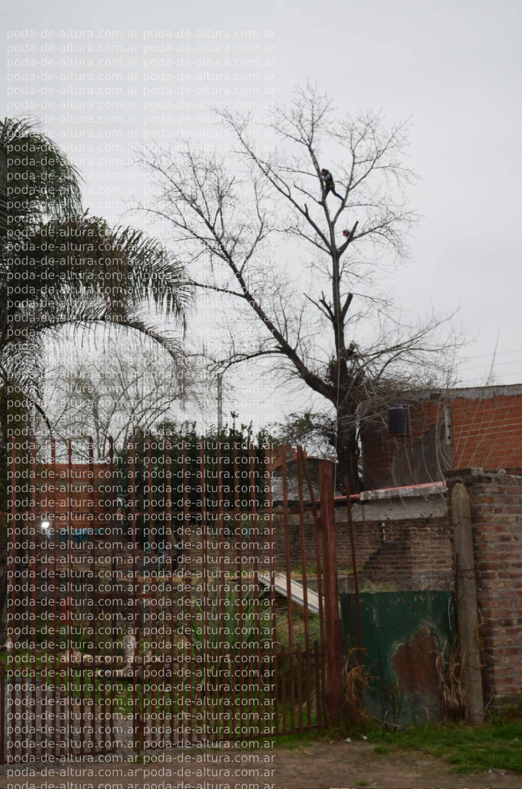 Corte de Álbol de 30 Metros en San Miguel - Buenos Aires