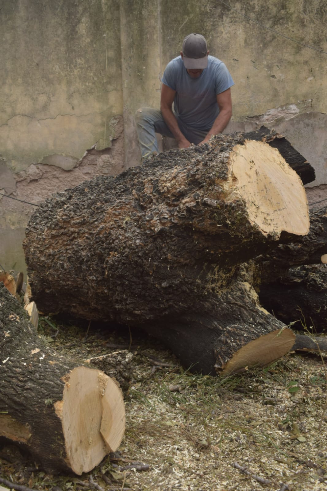 Corte Total de 2 Enormes Árboles en Patio de una Casa en Chacarita – CABA, Buenos Aires 11