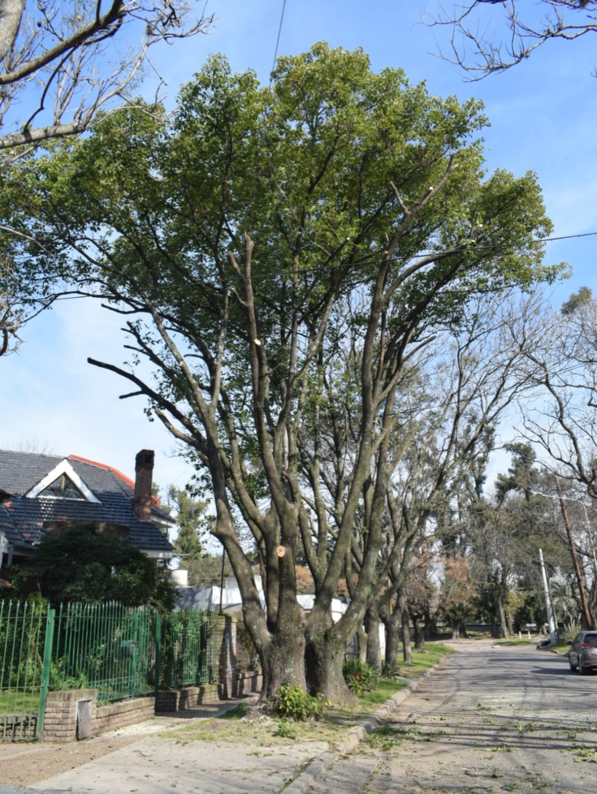 Poda de Altura en Bellavista – Buenos Aires3