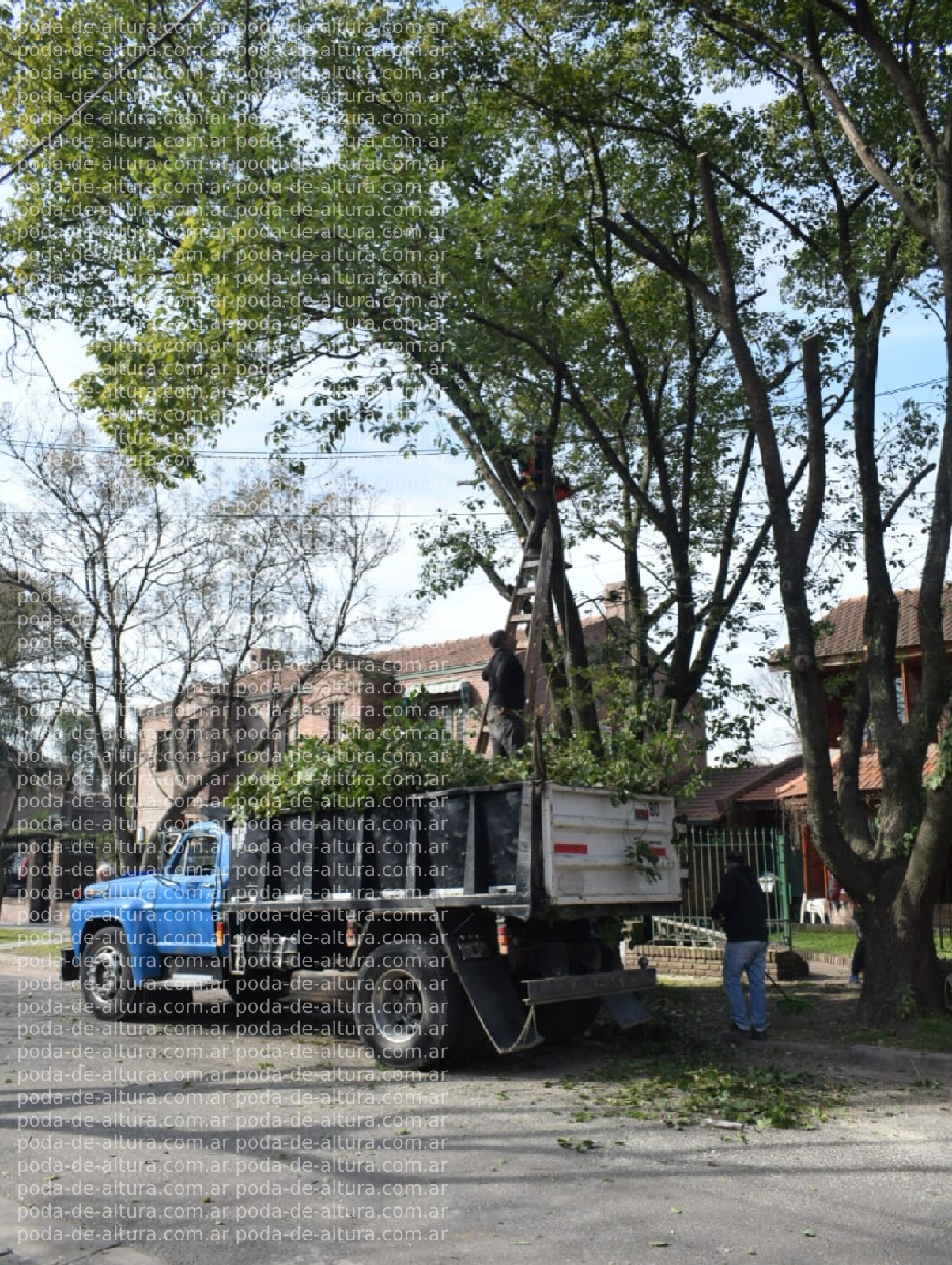 Poda de Altura en Bellavista – Buenos Aires-6