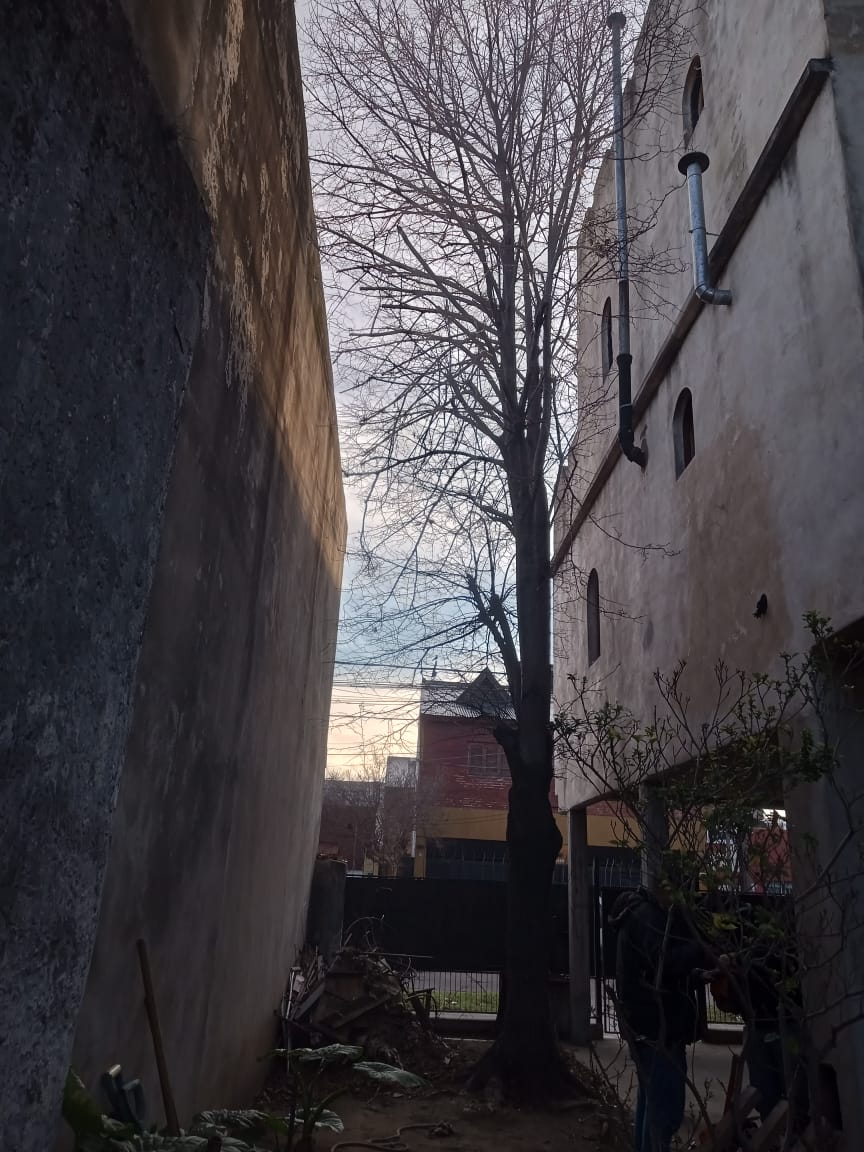 Servicio de Poda de arboles en buenos aires-4