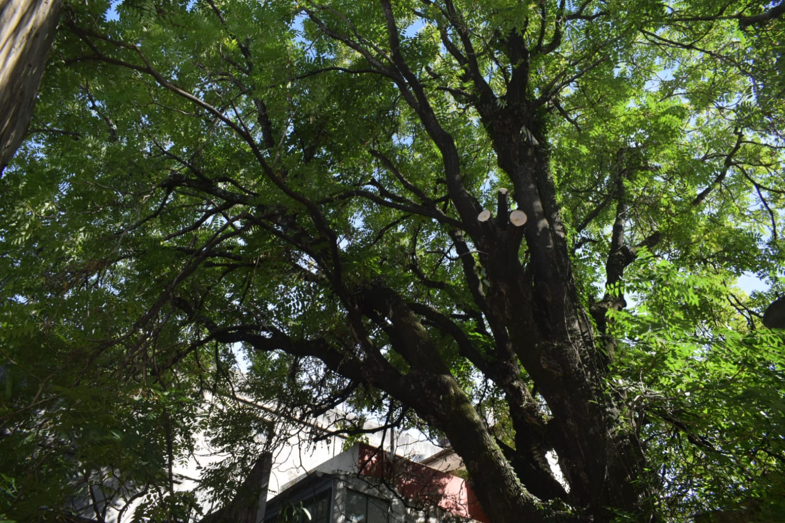 Corte Total de 2 Enormes Árboles en Patio de una Casa en Chacarita – CABA, Buenos Aires