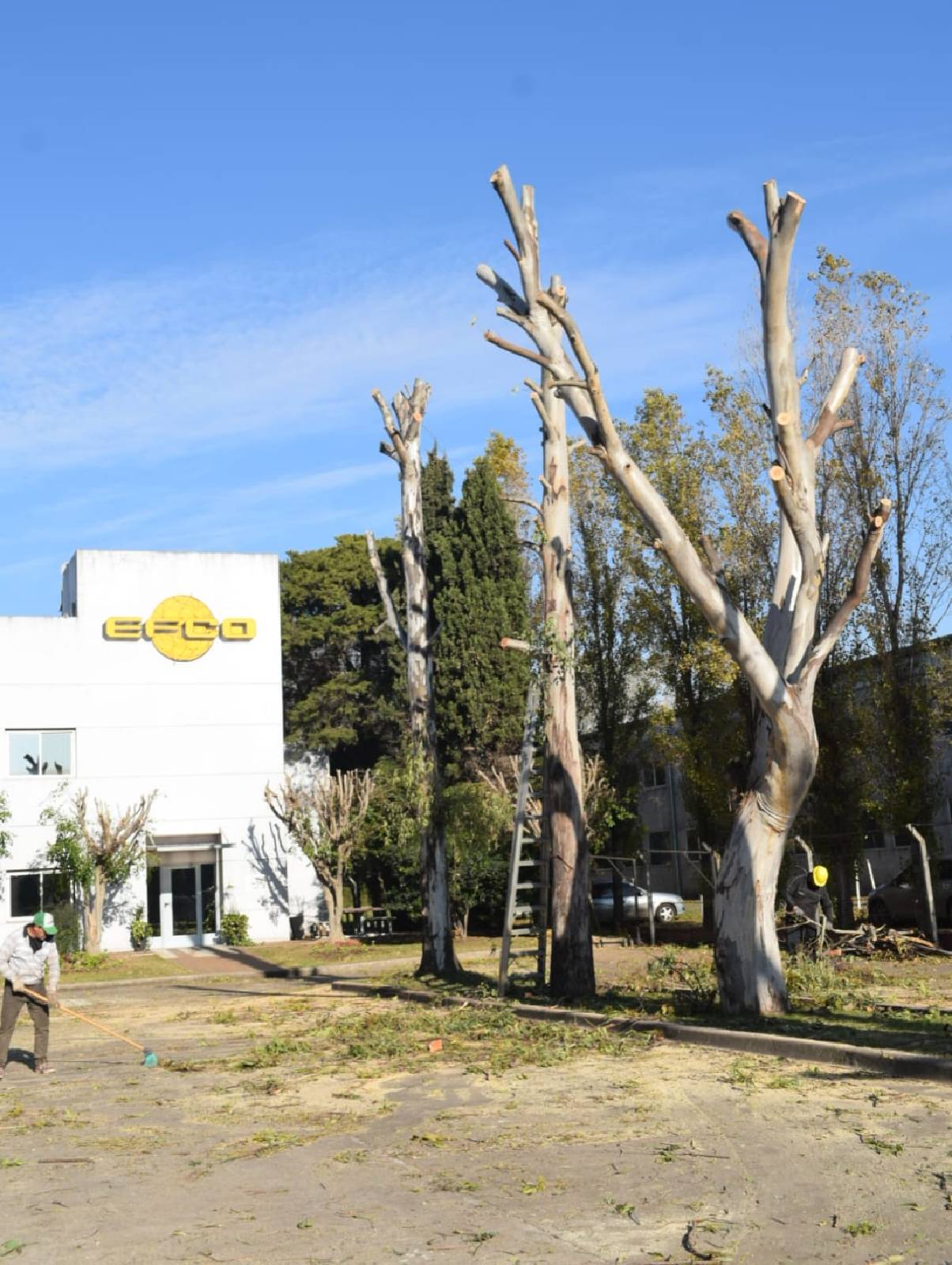 Poda de Altura Servicio Para Empresas – Caso EFCO Argentina S.A.-1