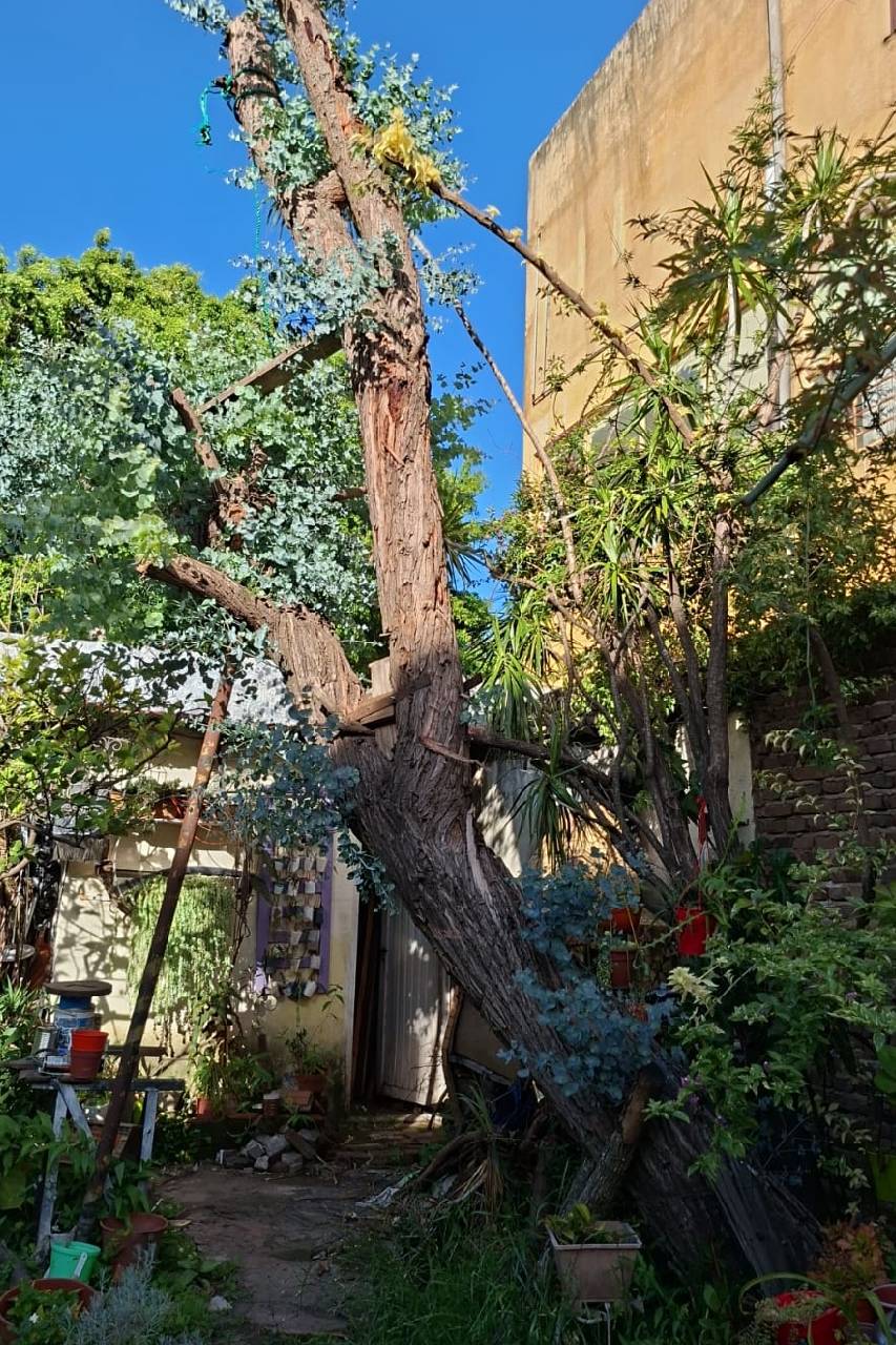 Servicio de Poda de Árbol en San Martín - Buenos Aires