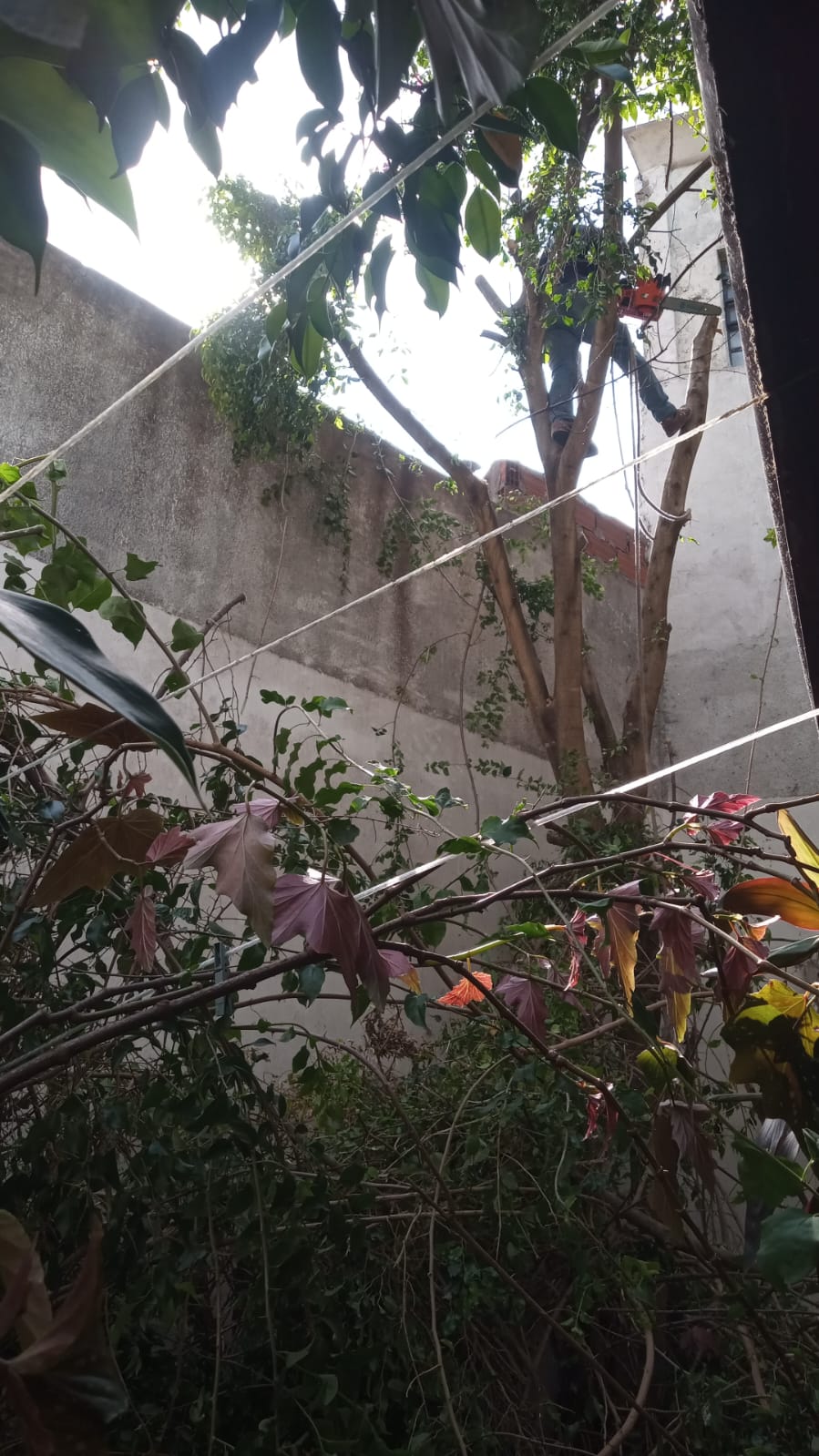 Servicio de Poda de Altura en Saavedra-Caba-Buenos Aires: Caso Lucrecia