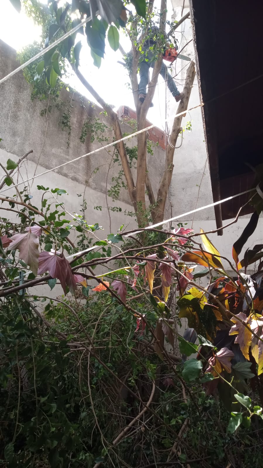 Servicio Poda de Altura en Saavedra-Caba-Buenos Aires: Caso Lucrecia