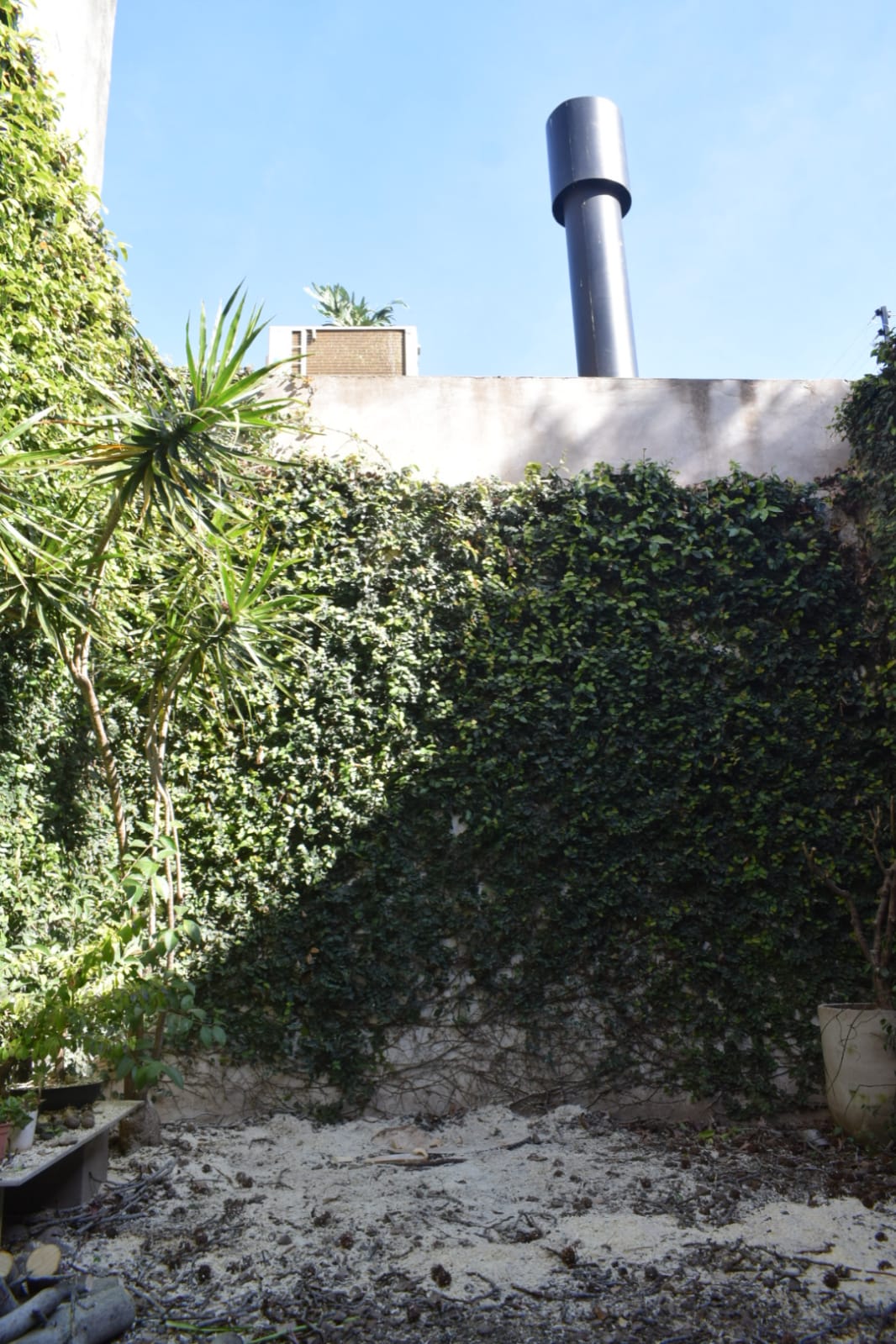 Retirar Árbol de Patio - Corte al Ras 5