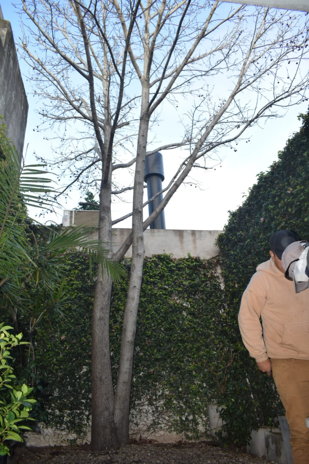 Retirar Árbol de Patio - Corte al Ras1