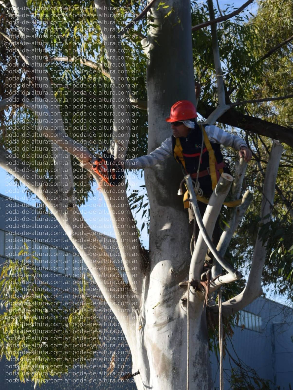 Poda de Altura Servicio Para Empresas – Caso EFCO Argentina S.A.5