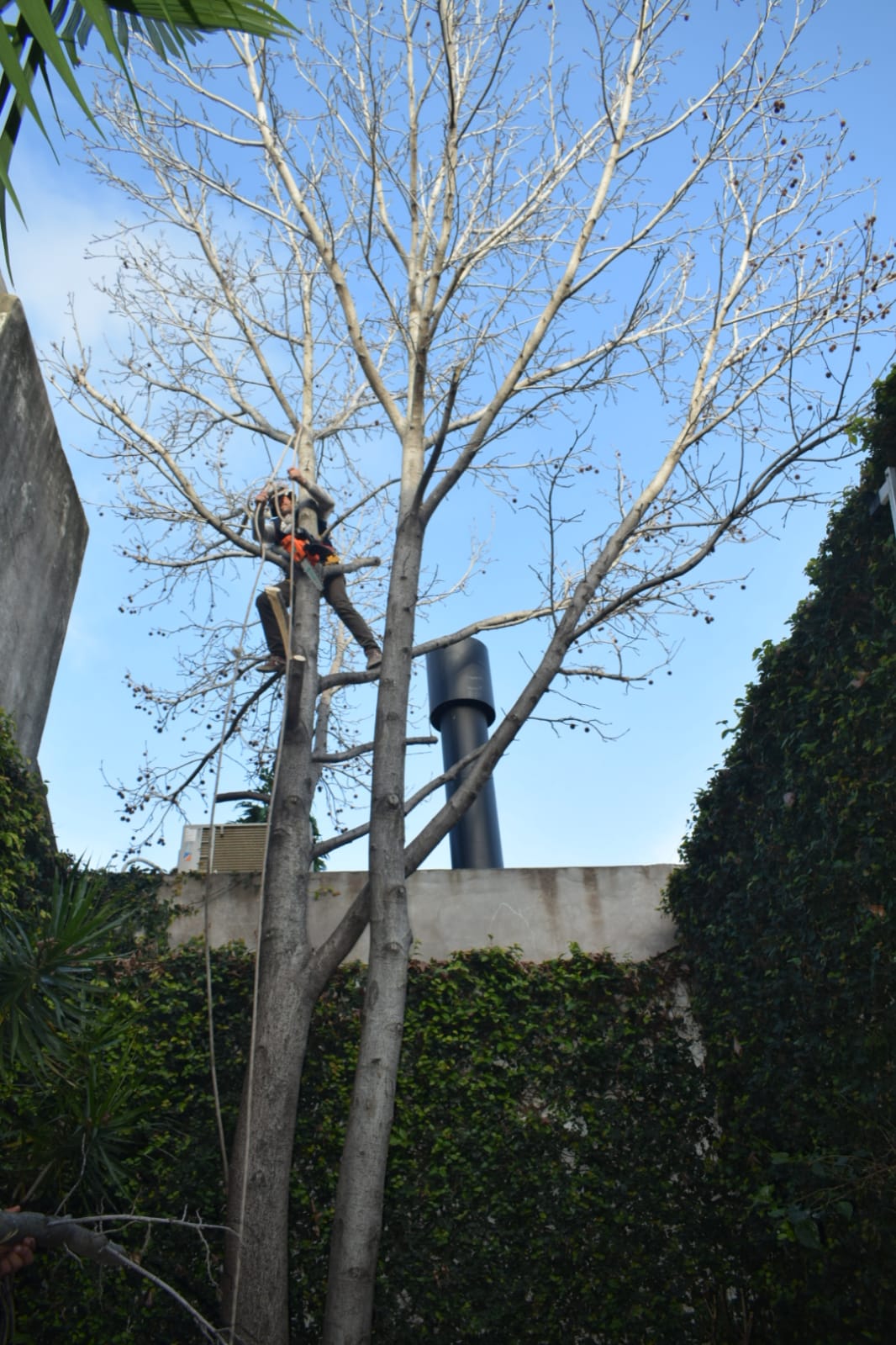 Retirar Árbol de Patio en Villa del Parque - Corte de Árbol al Ras