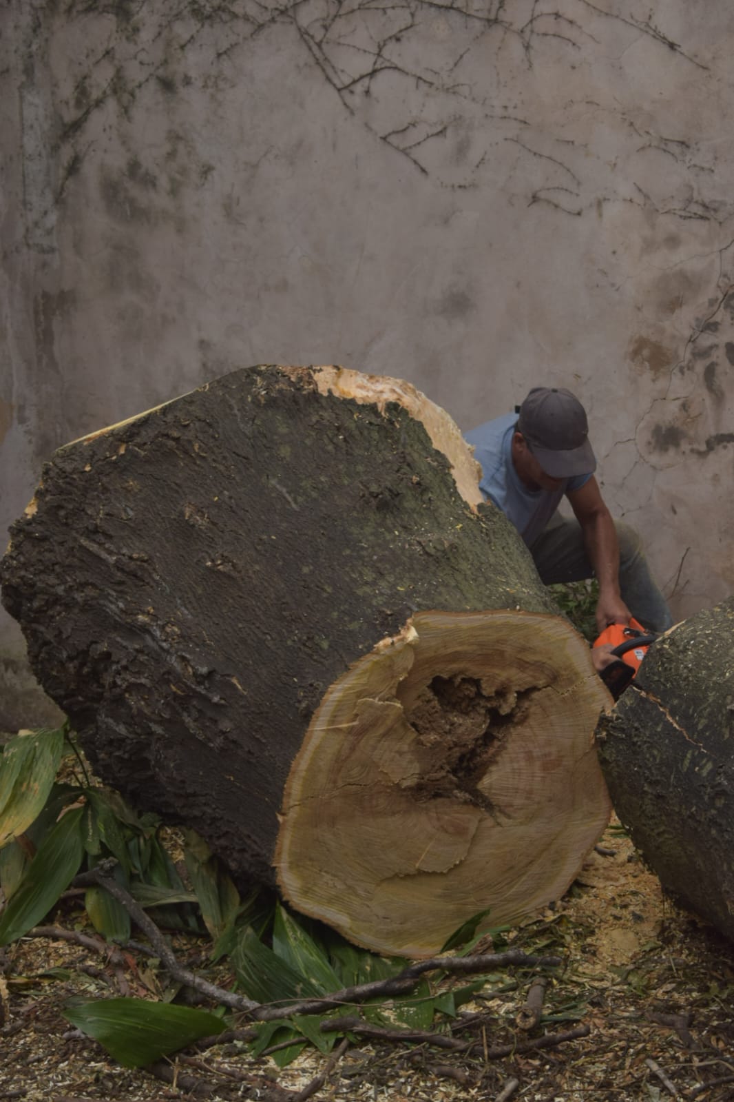 Corte Total de 2 Enormes Árboles en Patio de una Casa en Chacarita – CABA, Buenos Aires 13