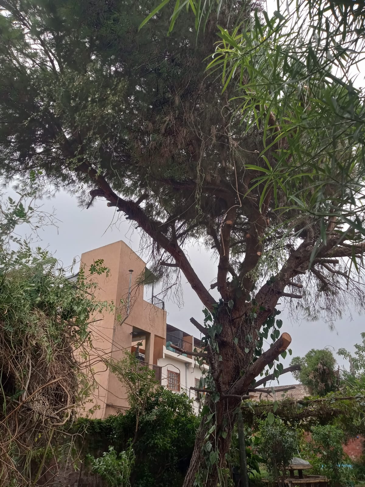 Poda de Altura en Munro - Vicente López - Buenos Aires. Caso Iris