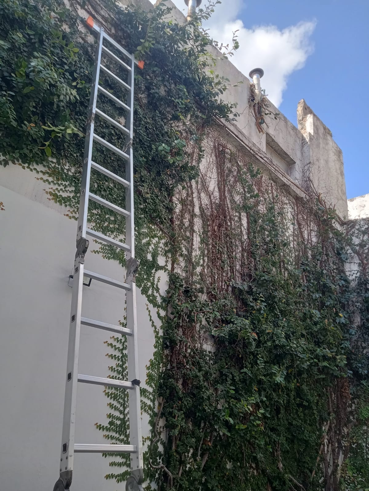 Servicio de Poda de Enredadera en Buenos Aires