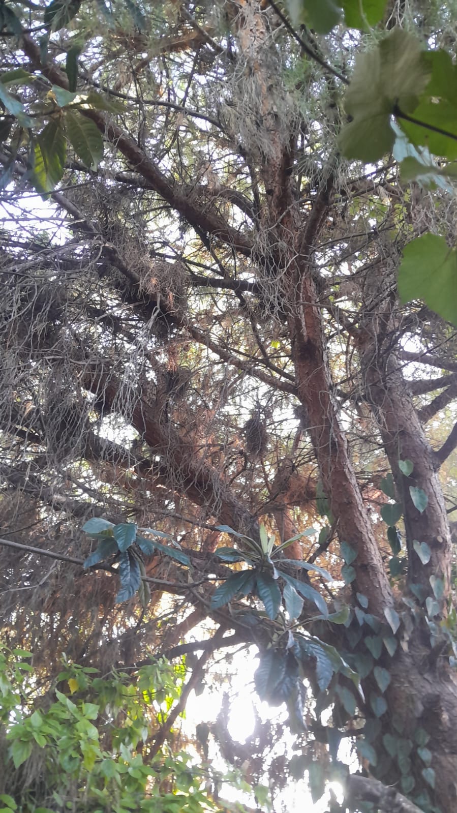 Poda de Altura en Munro - Vicente López - Buenos Aires. Caso Iris 3