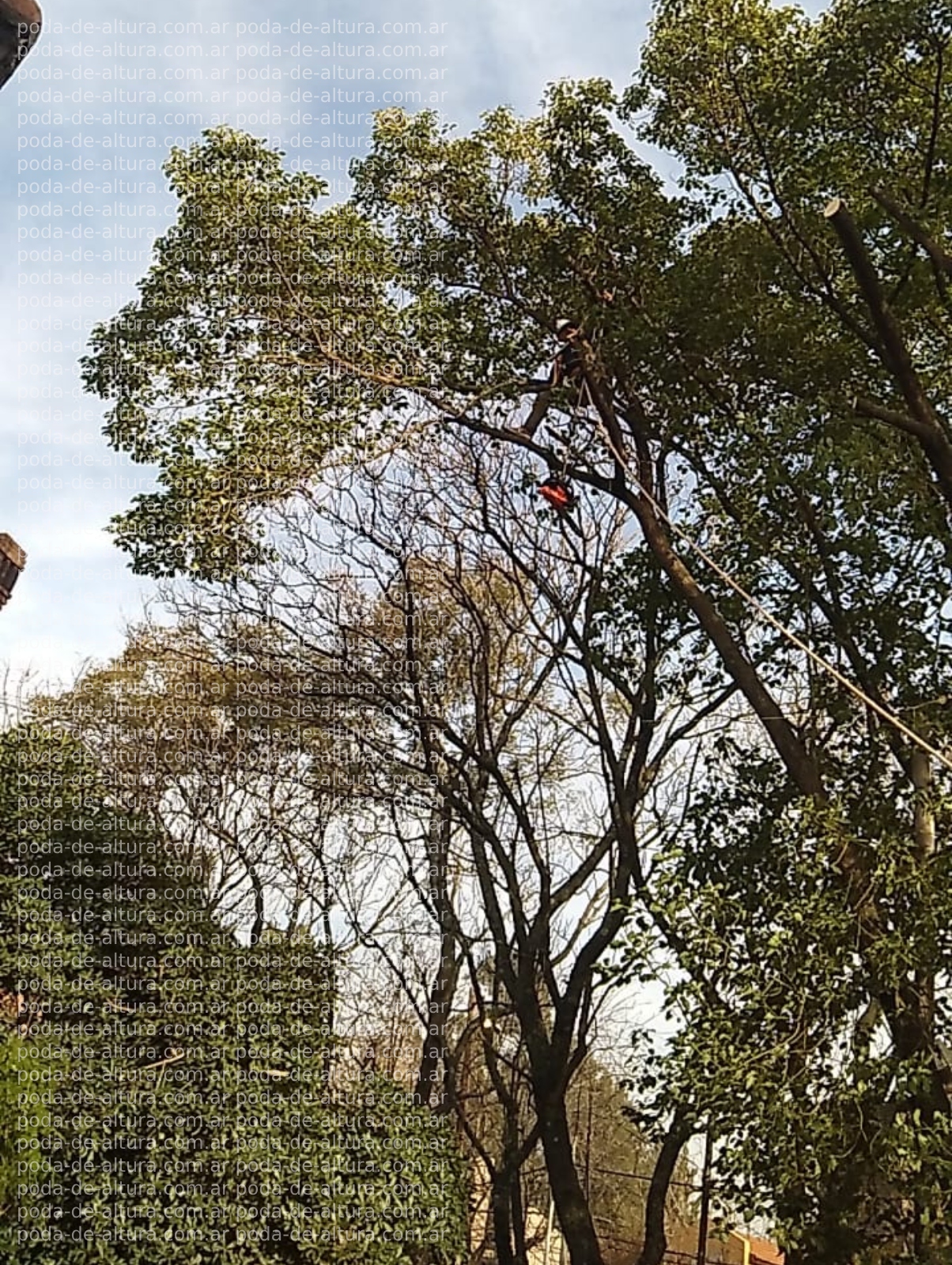Poda de Altura en Bellavista – Buenos Aires-7