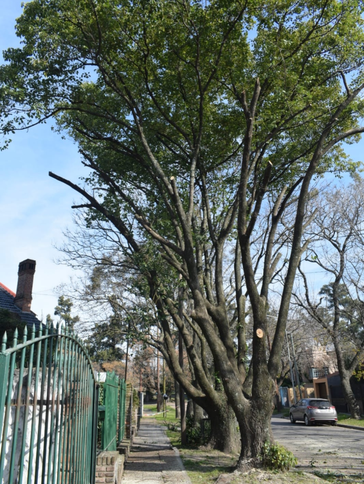Poda de Altura en Bellavista – Buenos Aires