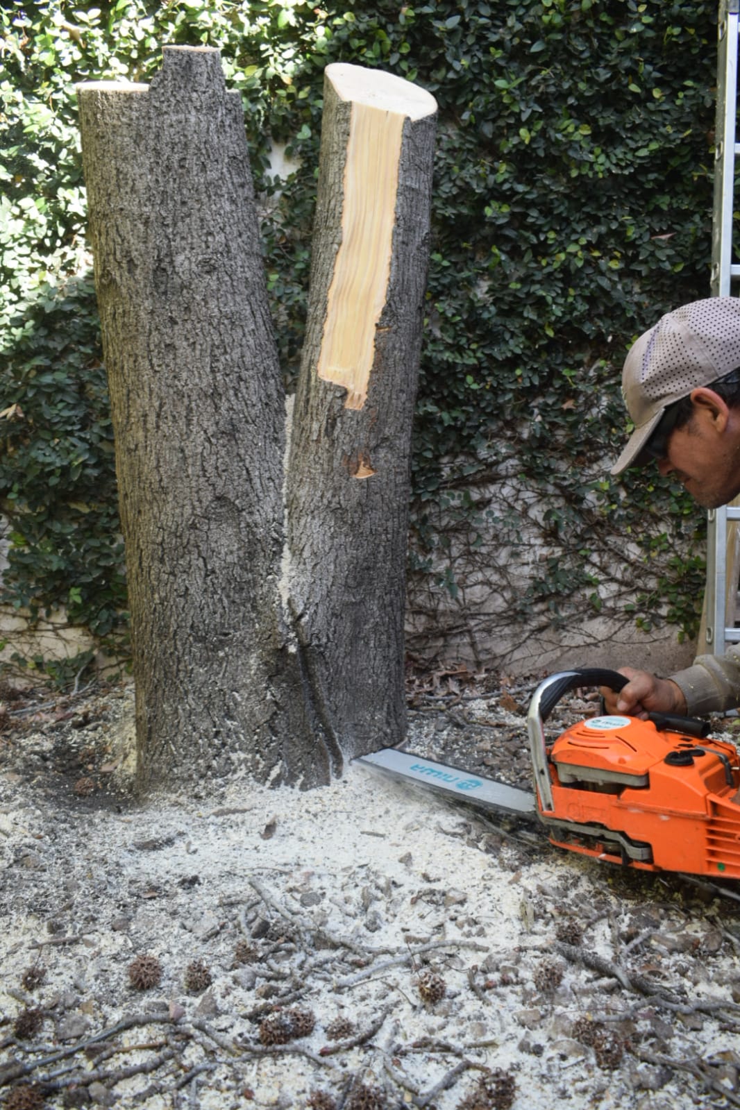 Retirar Árbol de Patio - Corte al Ras 4