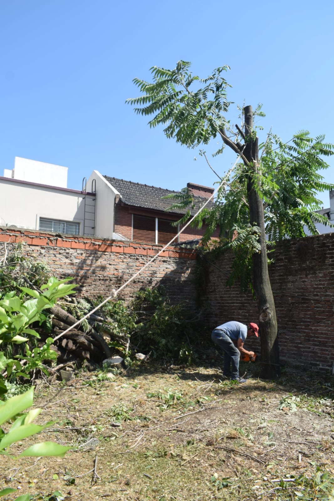 Poda de altura mataderos 3