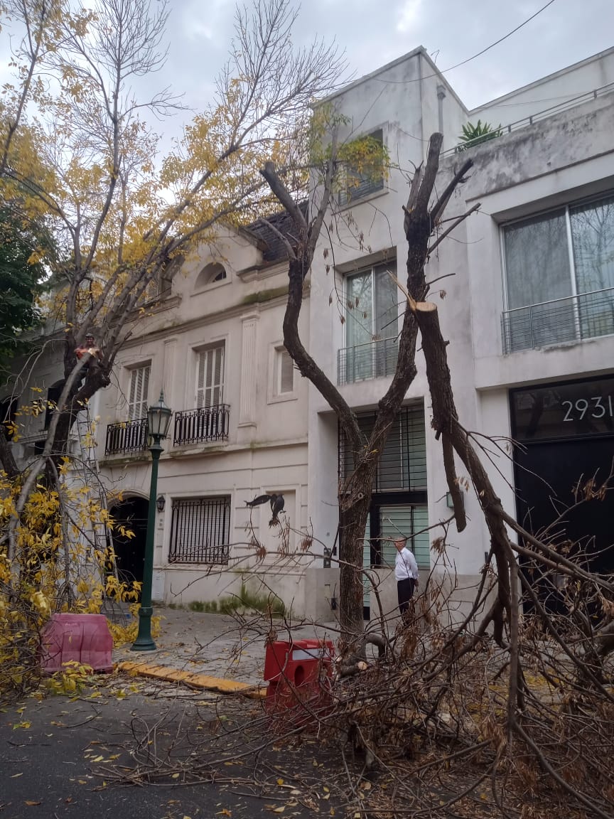 Servicio de Poda de Altura en Palermo – Buenos Aires