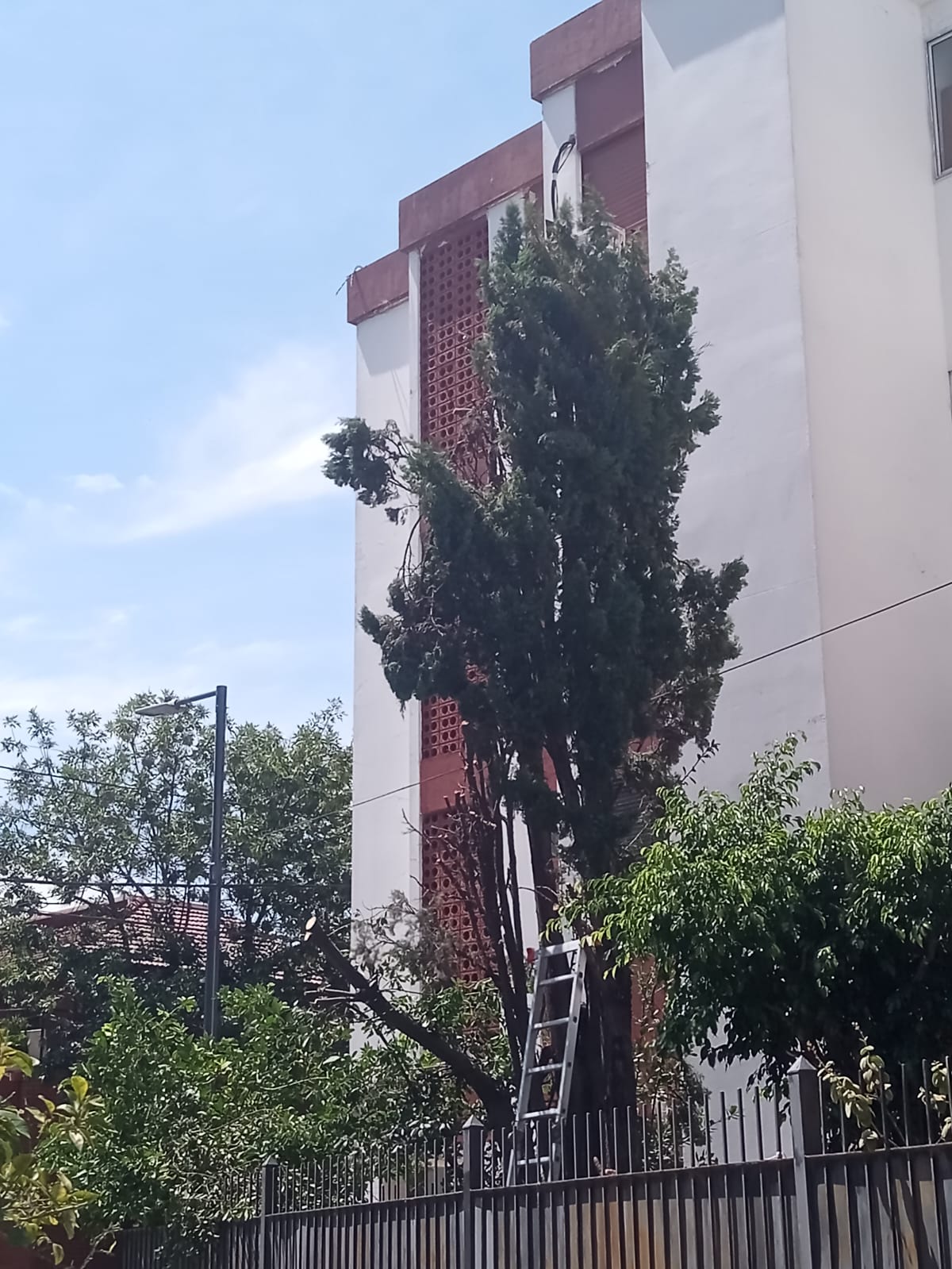 Poda de Altura en Saavedra: Poda de un Pino de 12 Metros y un Laurel – Servicio Profesional y Seguro