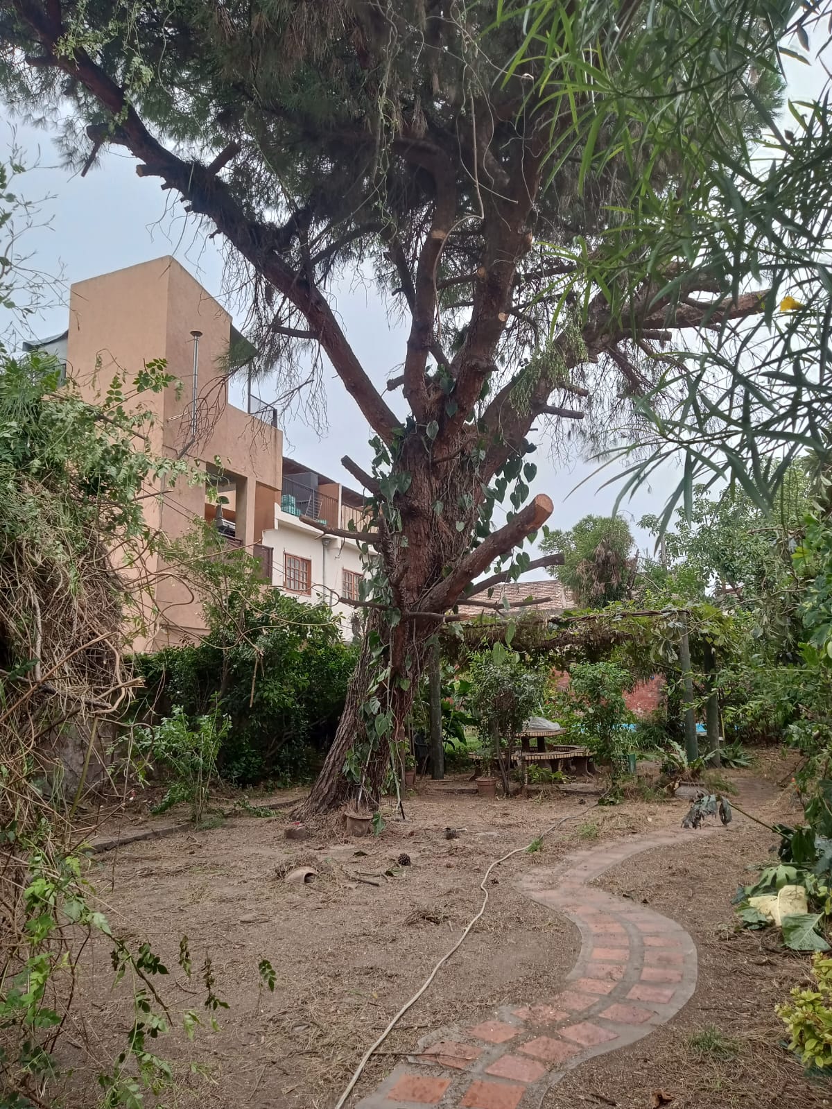 Poda de Altura en Munro - Vicente López - Buenos Aires. Caso Iris 2