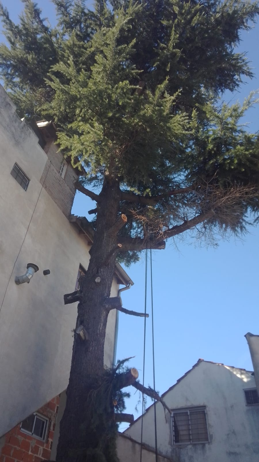 Servicio de Poda de  arboles en buenos aires
