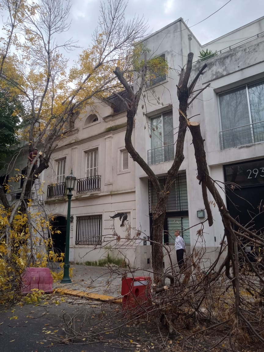 Servicio de Poda de Altura en Palermo – Buenos Aires 4
