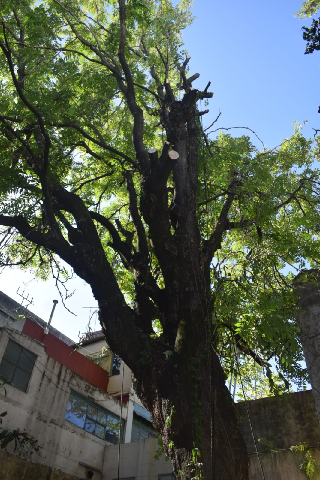 Corte Total de 2 Enormes Árboles en Patio de una Casa en Chacarita – CABA, Buenos Aires 2