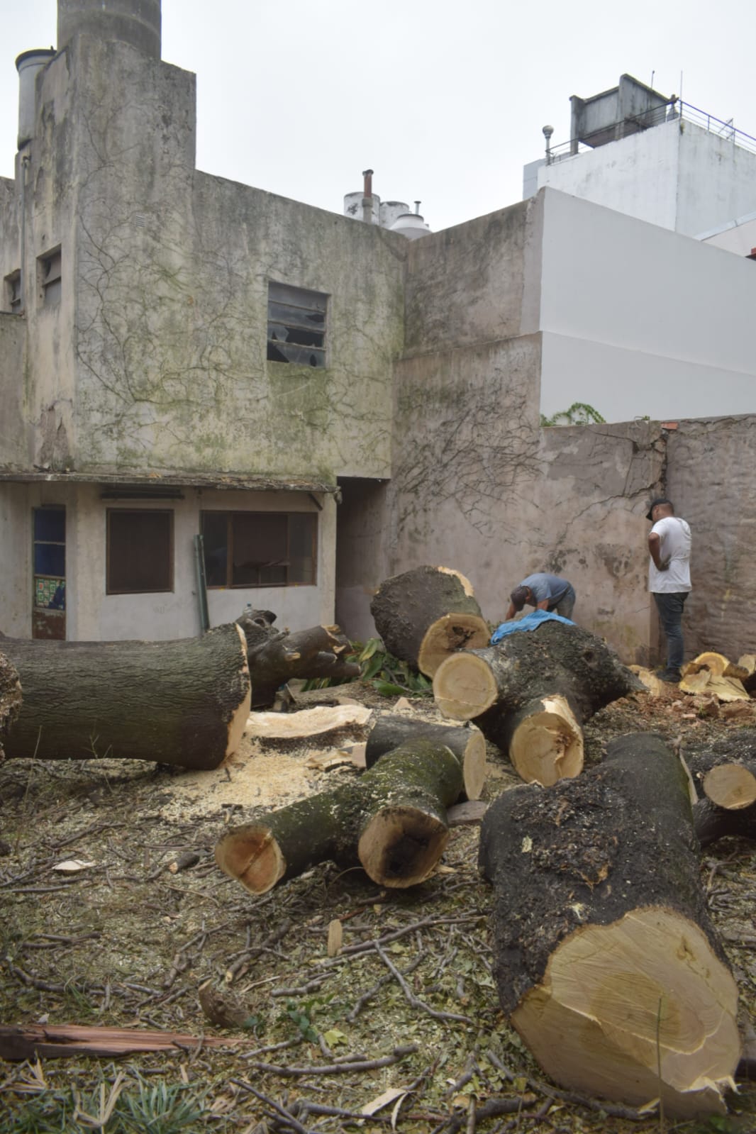 Corte Total de 2 Enormes Árboles en Patio de una Casa en Chacarita – CABA, Buenos Aires 15