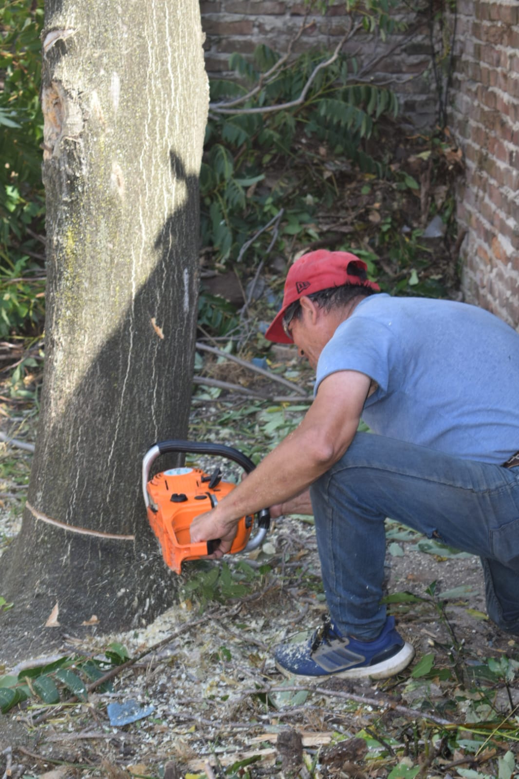 Poda de altura mataderos 4