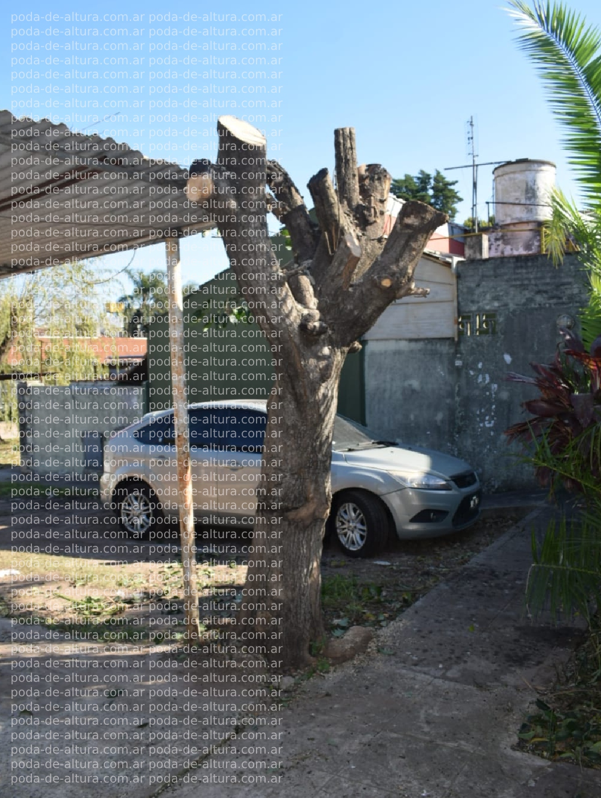 Poda de Altura en San Martín – Buenos Aires