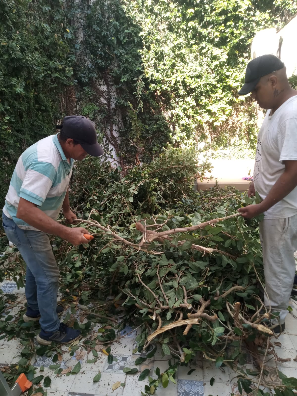 Servicio de Poda de Enredadera en Buenos Aires 2