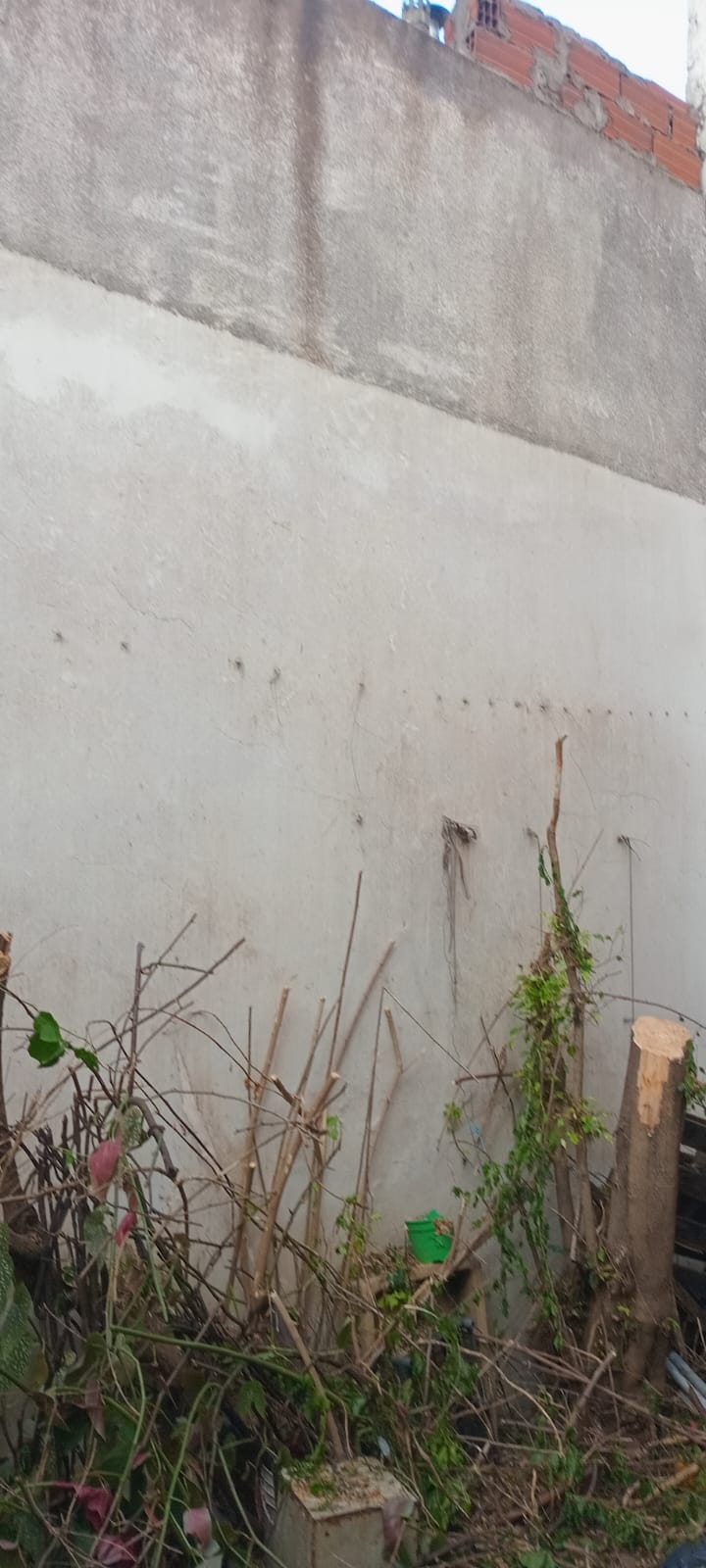 Poda de Altura en Saavedra-Caba-Buenos Aires: Caso Lucrecia