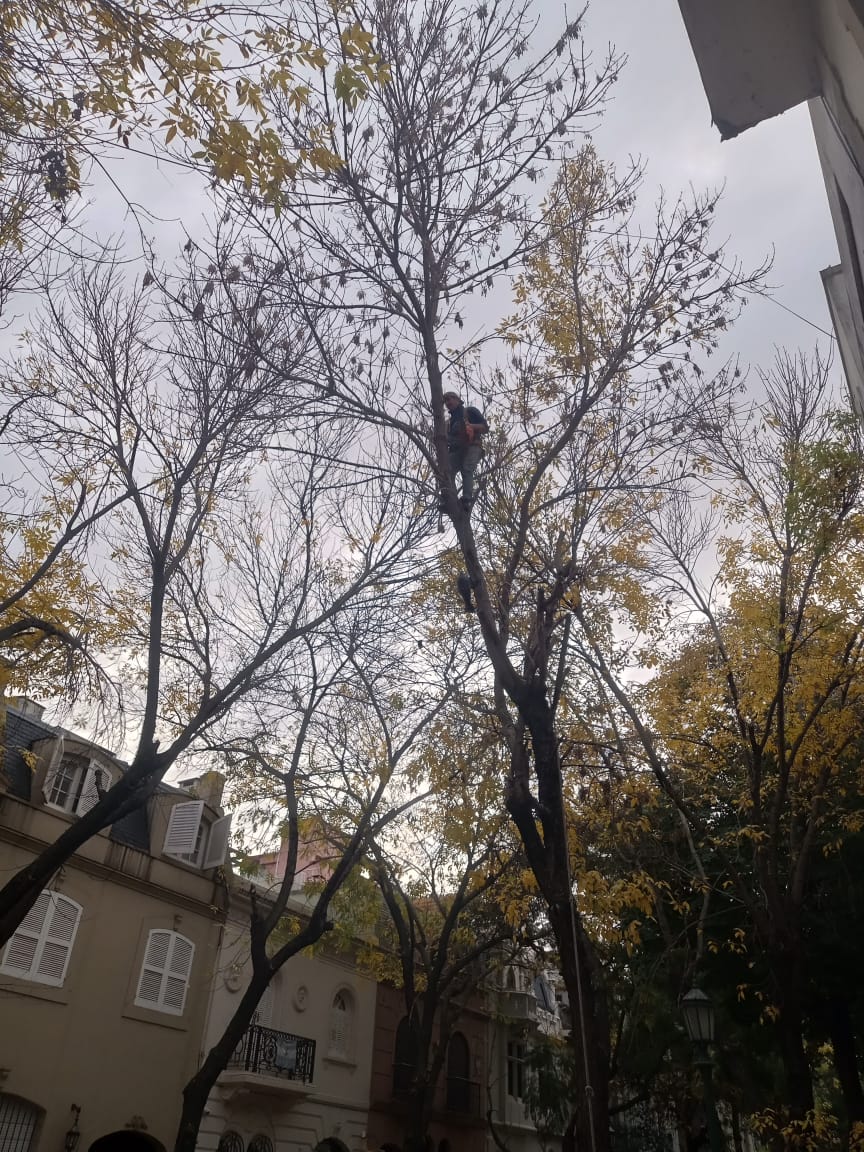 Servicio de Poda de Altura en Palermo – Buenos Aires 3