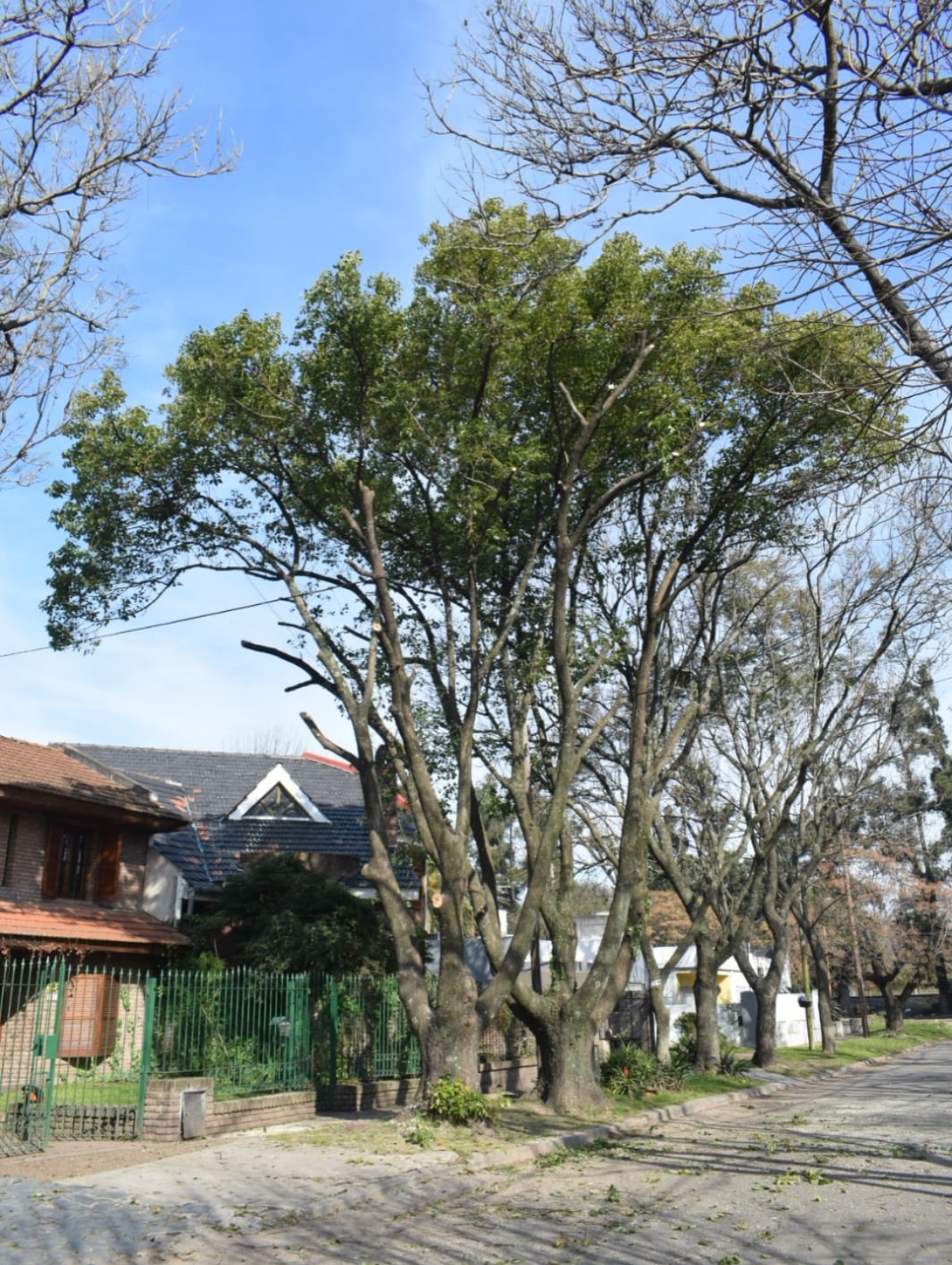Poda de Altura en Bellavista – Buenos Aires2