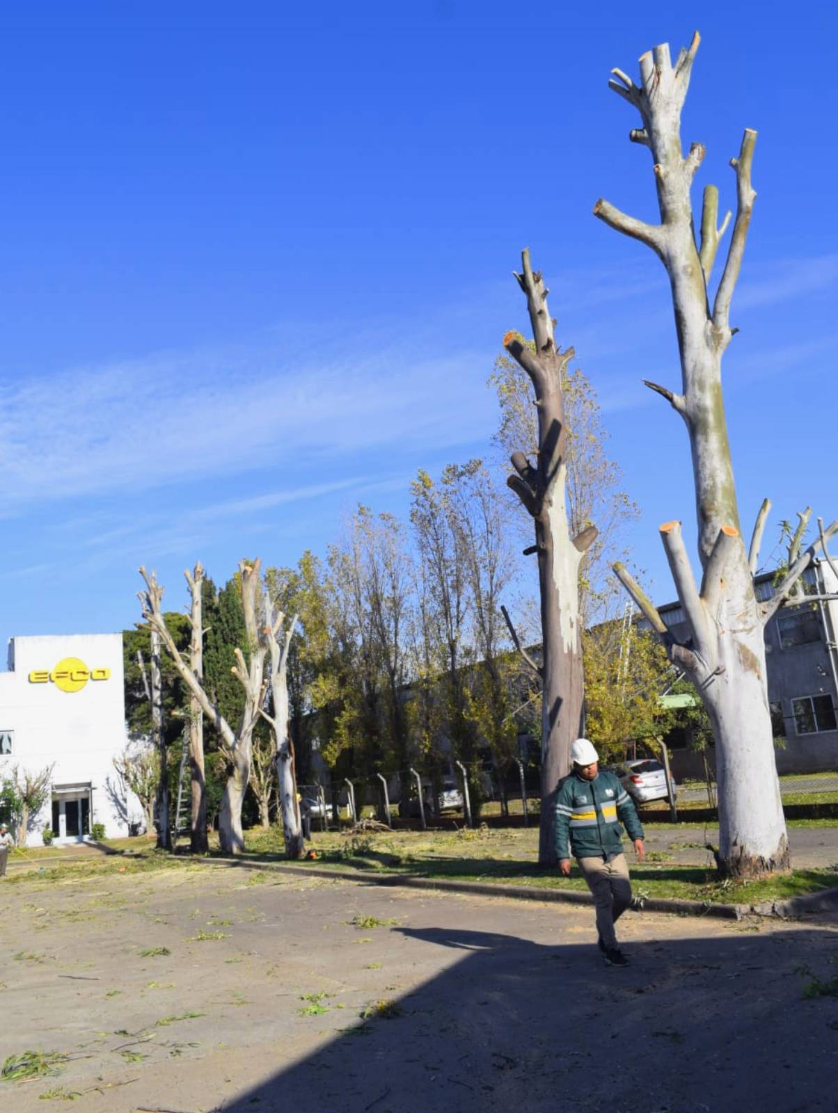 Poda de Altura Servicio Para Empresas – Caso EFCO Argentina S.A.