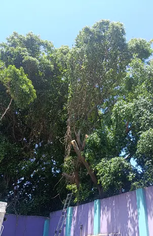 Servicio de Poda de Altura en Palermo – CABA – Buenos Aires