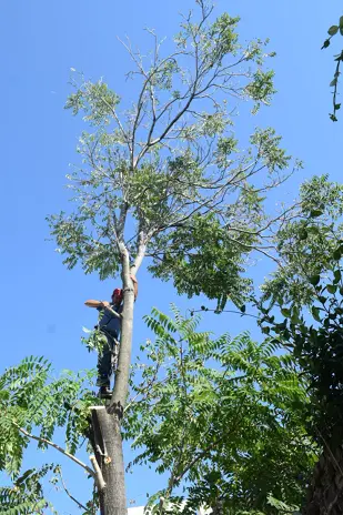 Servicio de Poda de Altura en Villa Astolfi-Pilar-Buenos Aires