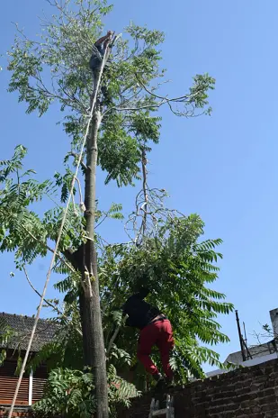 Servicio de Poda de Altura en Zelaya-Pilar-Buenos Aires