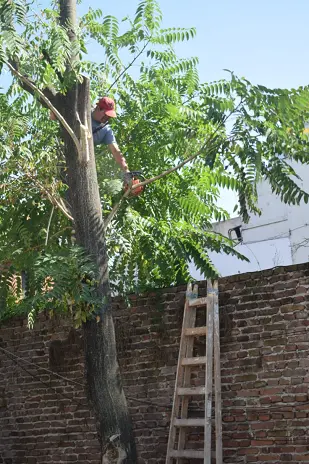 Servicio de Poda de Altura en Fátima-Pilar-Buenos Aires
